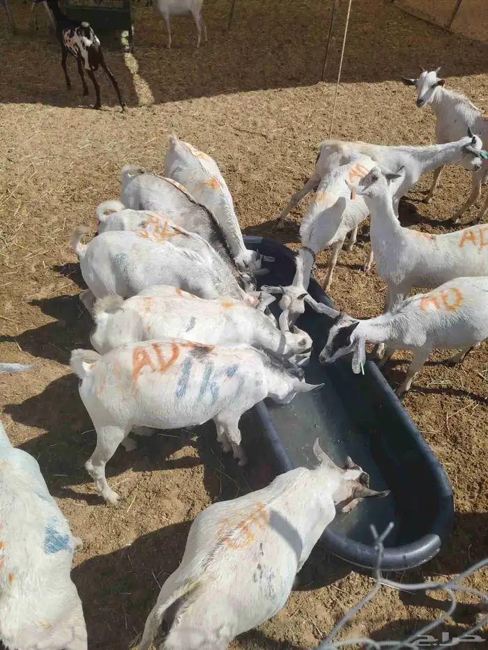 تيوس صوماليه جذعان مرابي متميزه 1
