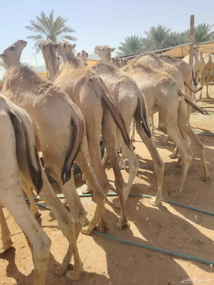 أفضل القعدان بأفضل الأسعار لا تفوت الفرصة 1