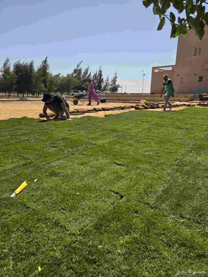 تيل طبيعى القصيم وبريدة 9