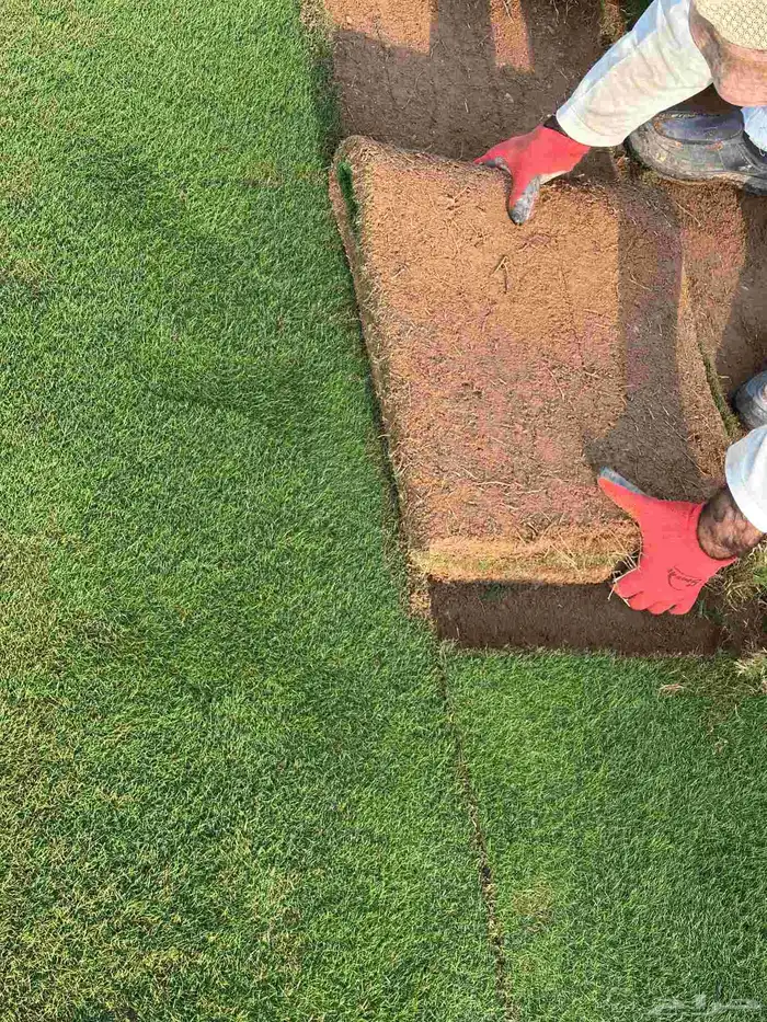 تيل طبيعى القصيم وبريدة 3