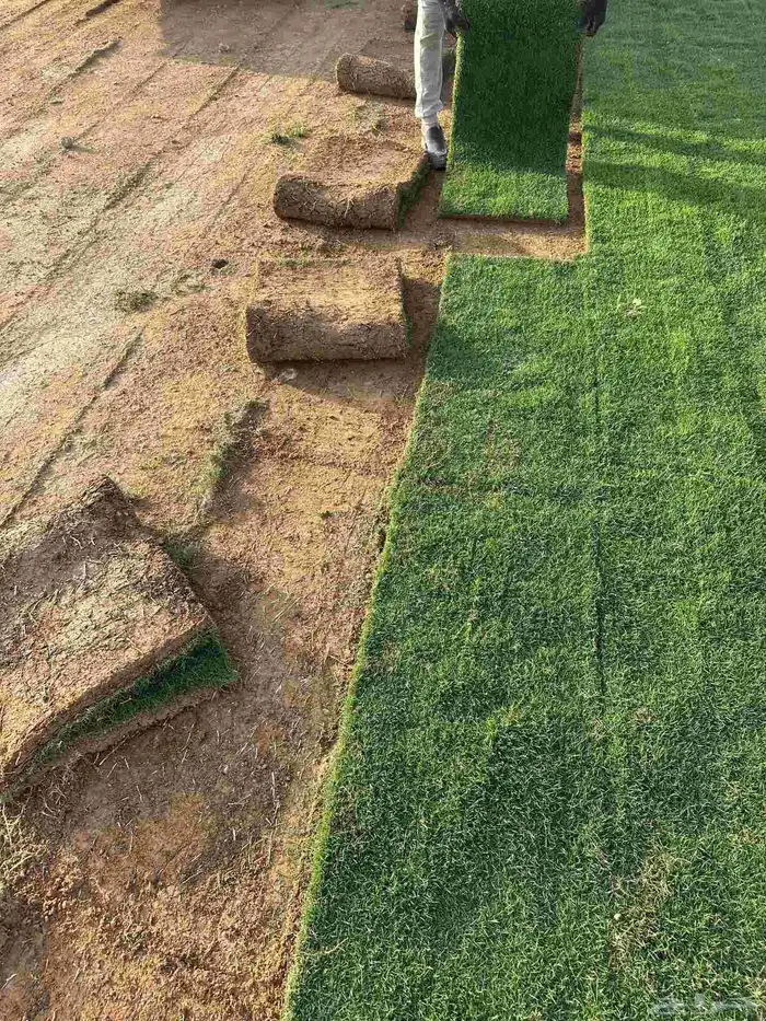 تيل طبيعى القصيم وبريدة 4