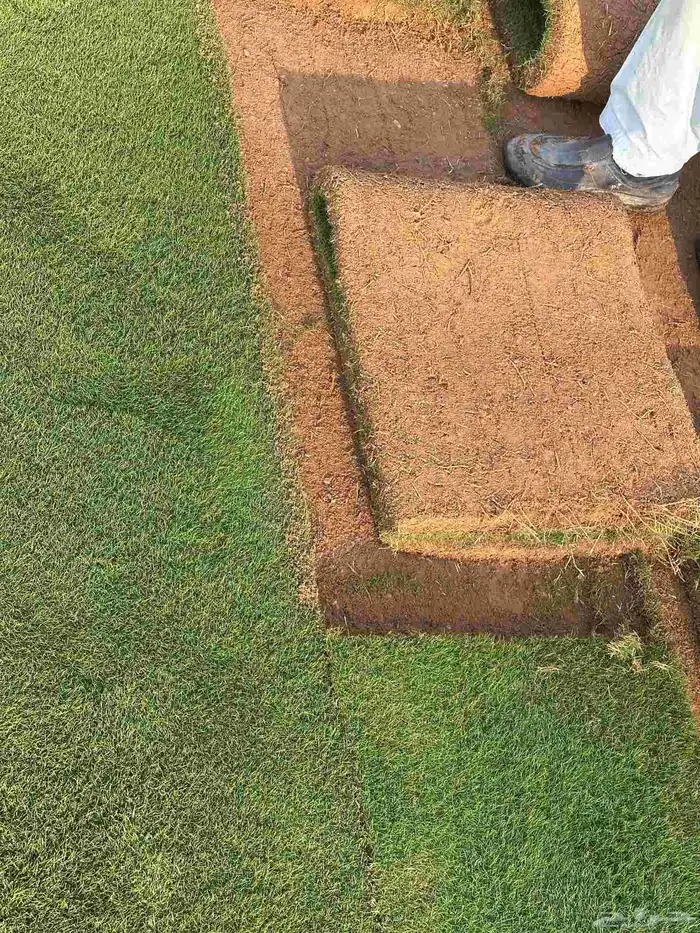 تيل طبيعى القصيم وبريدة 1