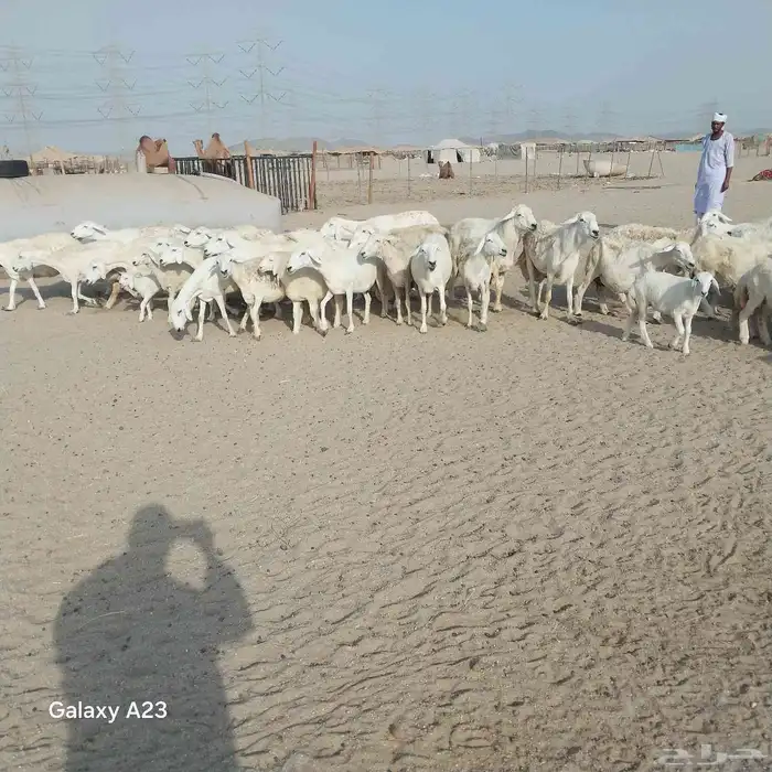 أعرض لكم غنم حريات خلفات وجنب العدد 36تحتها18 3
