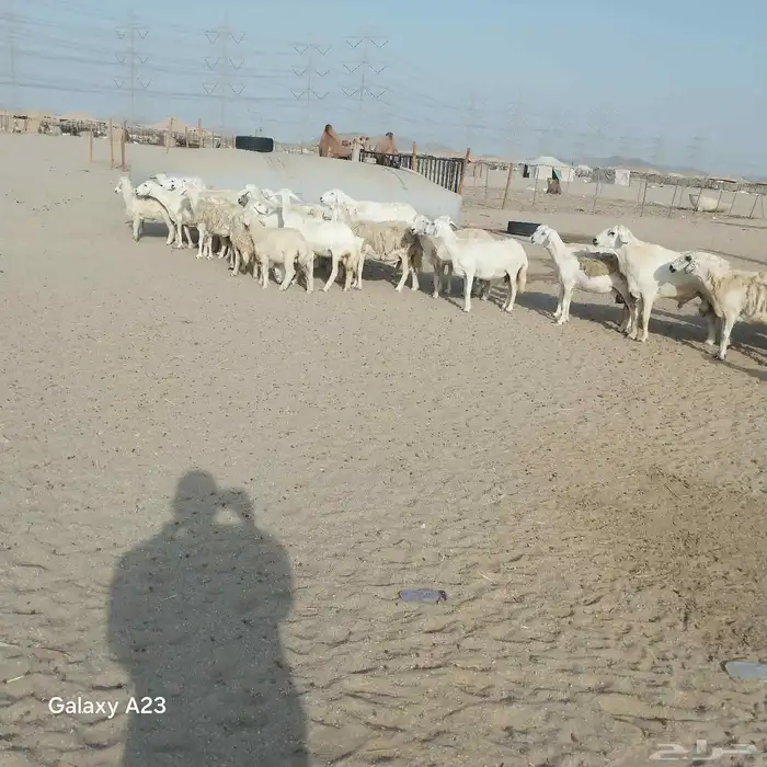 أعرض لكم غنم حريات خلفات وجنب العدد 36تحتها18 0