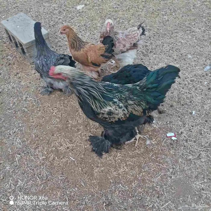 دجاج براهما وكلومبي للبيع الموقع حي الجامعه للتواصل واتساب ا 8