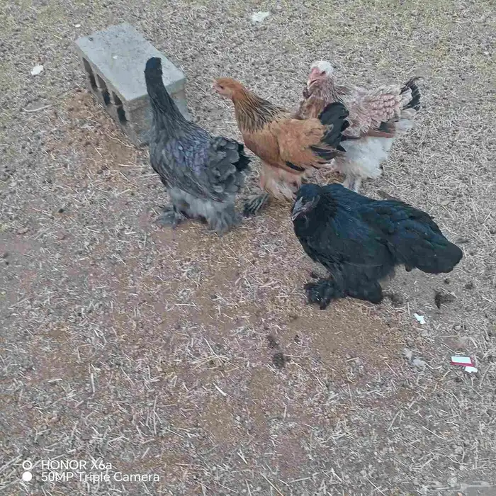 دجاج براهما وكلومبي للبيع الموقع حي الجامعه للتواصل واتساب ا 6