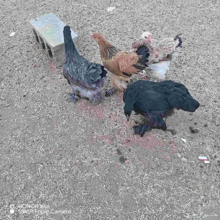 دجاج براهما وكلومبي للبيع الموقع حي الجامعه للتواصل واتساب ا 7