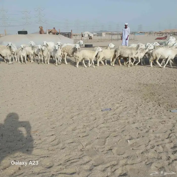 أعرض لكم غنم حريات خلفات وجنب العدد 36تحتها18 1