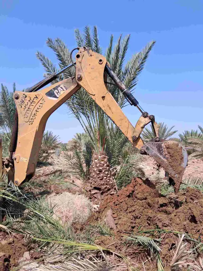 نخل برني العلا للبيع والتوريد مقاس متر ومتر ونص 8