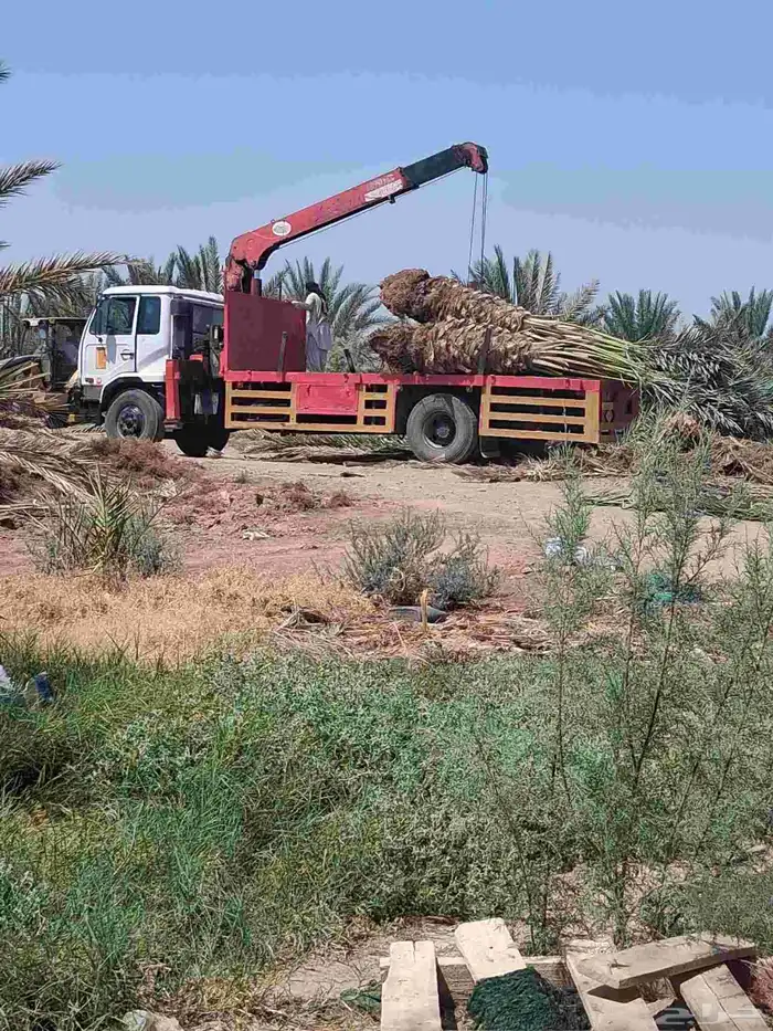 نخل برني العلا للبيع والتوريد مقاس متر ومتر ونص 7