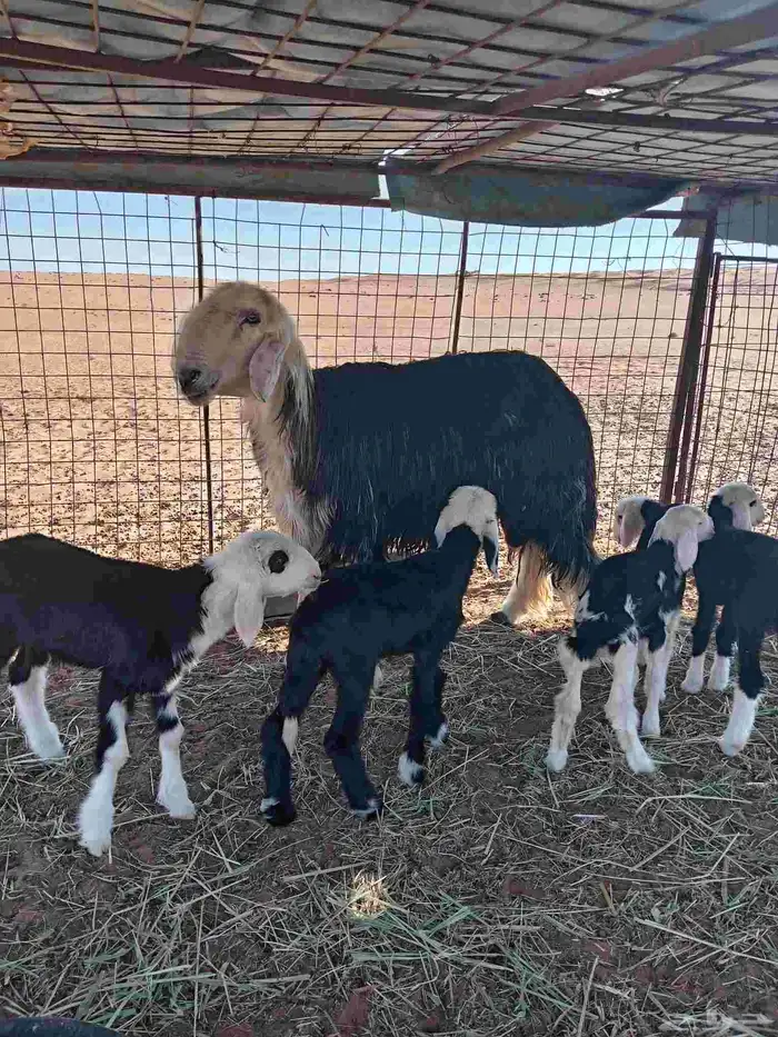 سلام عليكم ورحمة الله وبركاته صباح الخير نعرض لكم فحل نجدي ا 0