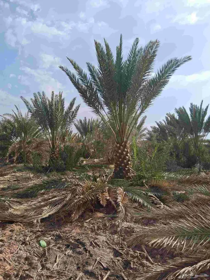 نخل برني العلا للبيع والتوريد مقاس متر ومتر ونص 4