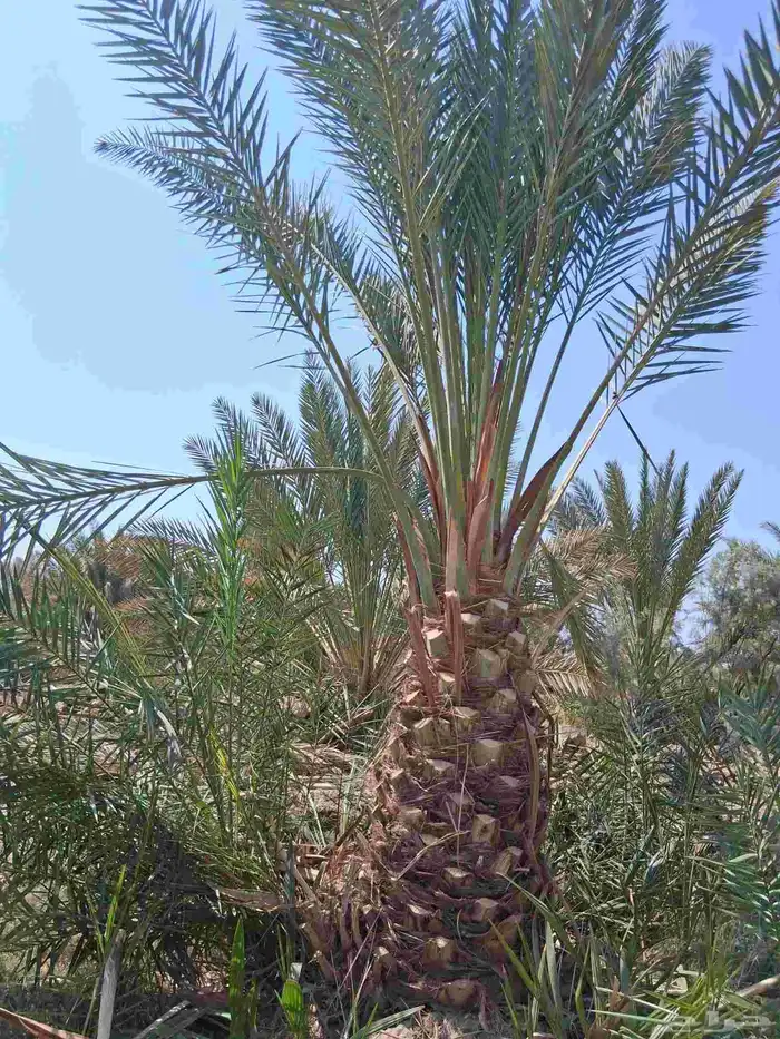 نخل برني العلا للبيع والتوريد مقاس متر ومتر ونص 9