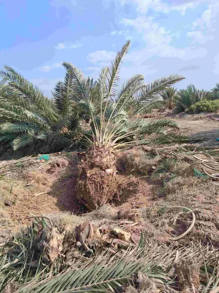 نخل برني العلا للبيع والتوريد مقاس متر ومتر ونص 2