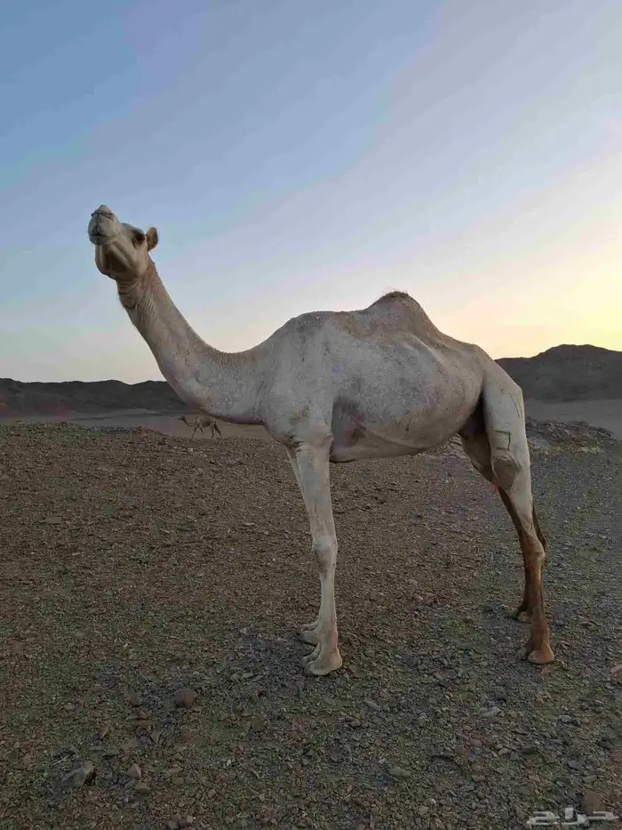 ناقه مهجنه طيبه للإنتاج 0