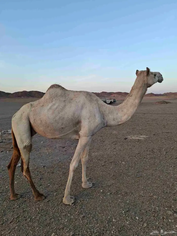 ناقه مهجنه طيبه للإنتاج 2