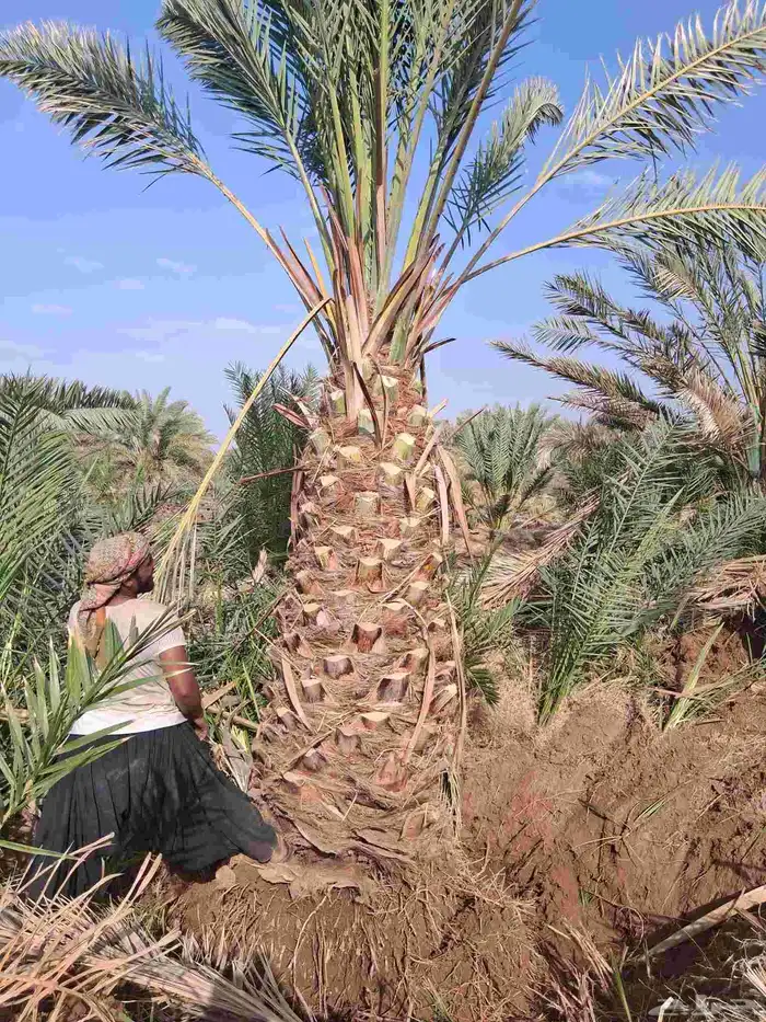 نخل برني العلا للبيع والتوريد مقاس متر ومتر ونص 5