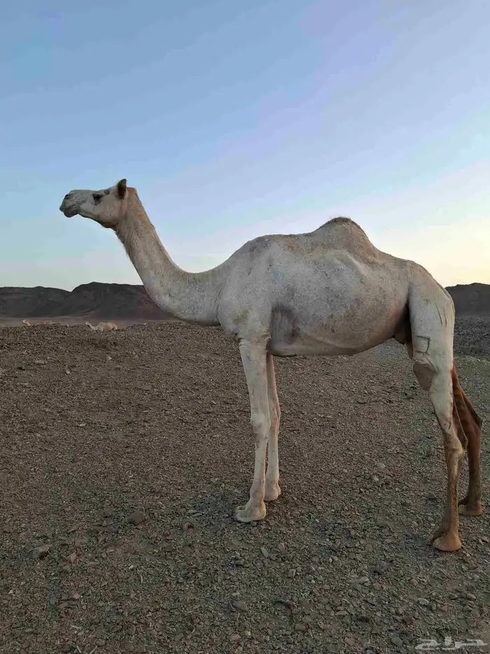 ناقه مهجنه طيبه للإنتاج 1