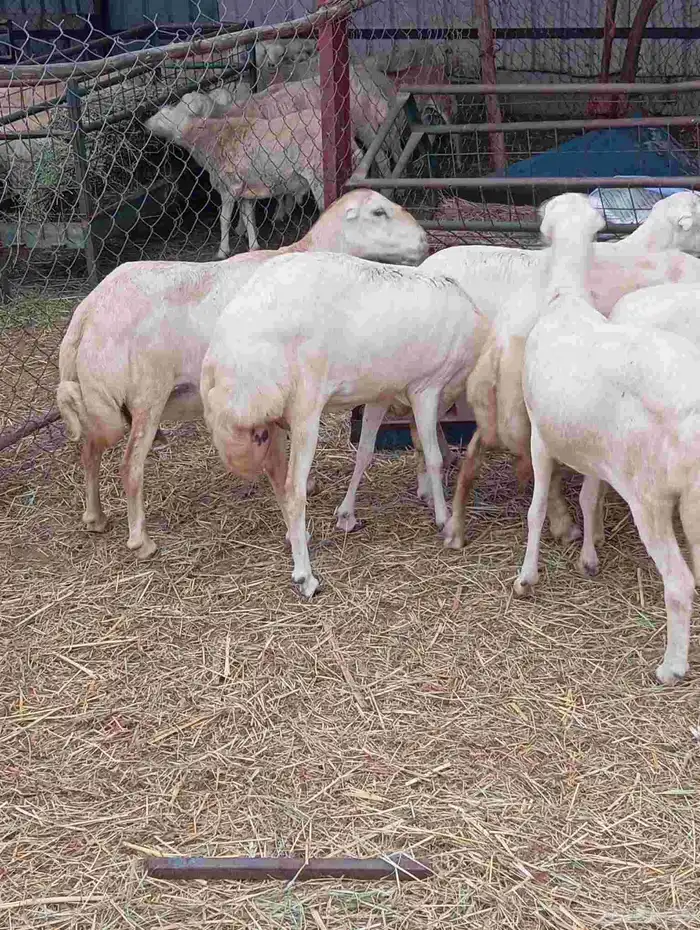 بنك راجب على الشرط مال السونار 30 راس عدد الموقع ابو عريش 3