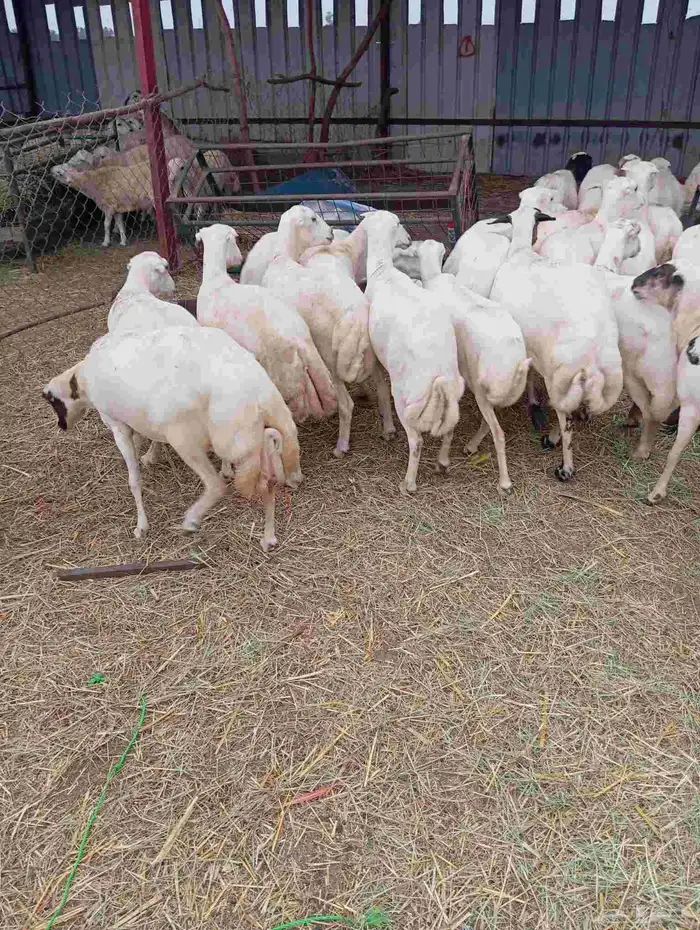 بنك راجب على الشرط مال السونار 30 راس عدد الموقع ابو عريش 4