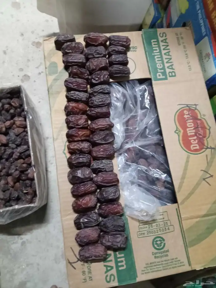 يوجد لدينا جميع انواع النخيل 3