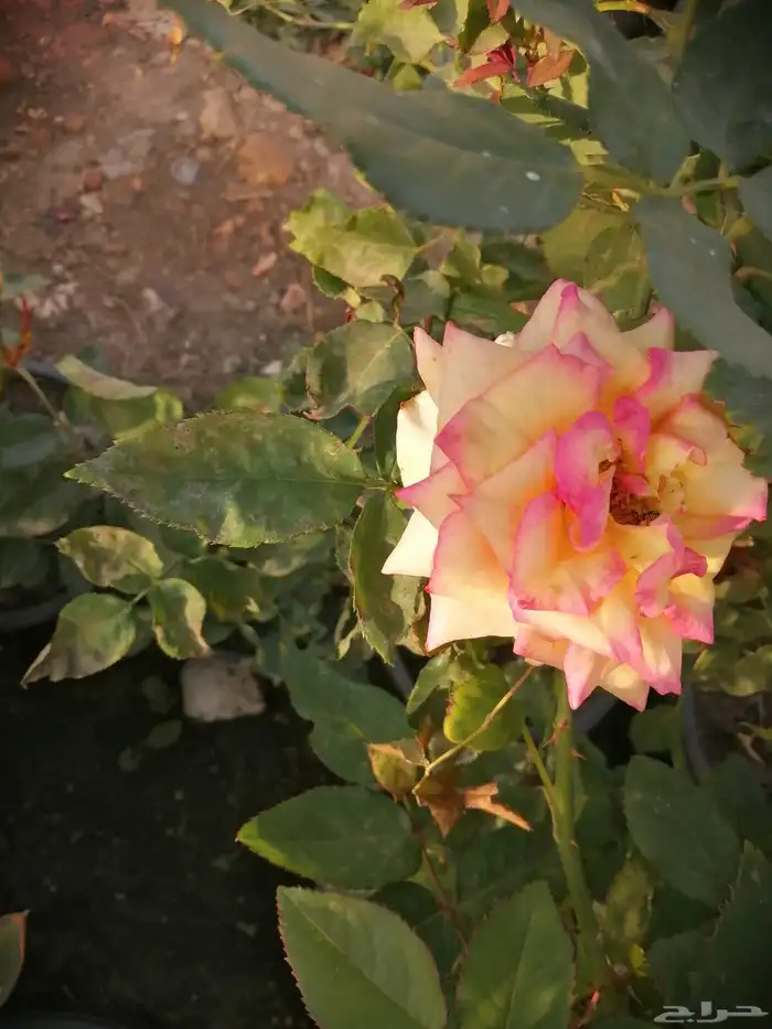 مشتل نور الطائف ورد بلدي 4