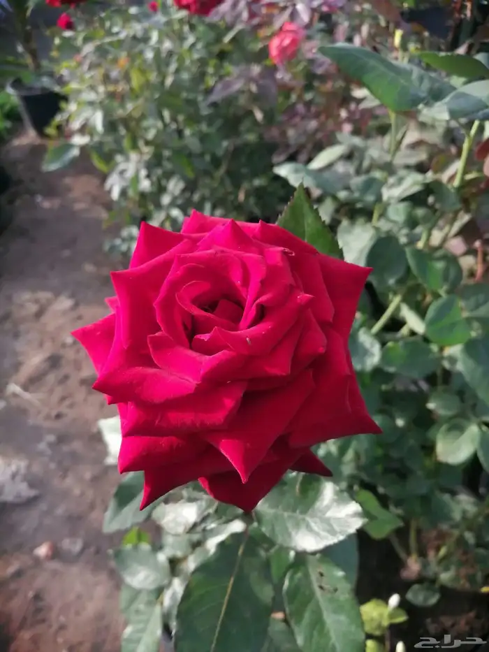 مشتل نور الطائف ورد بلدي 0