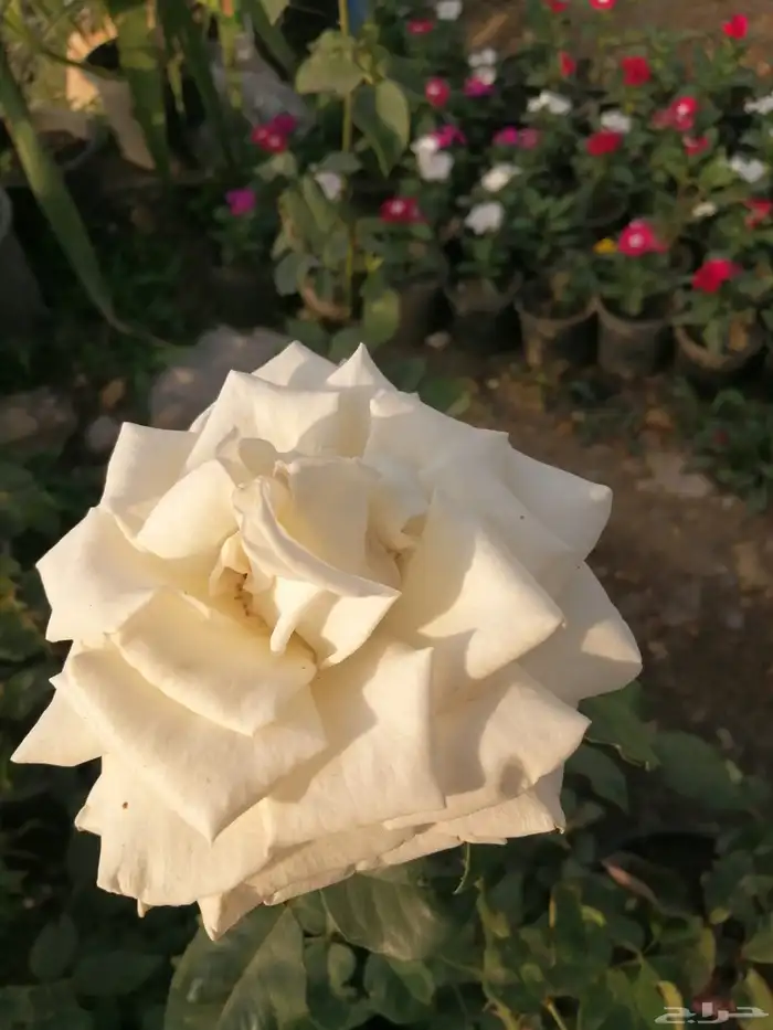 مشتل نور الطائف ورد بلدي 1