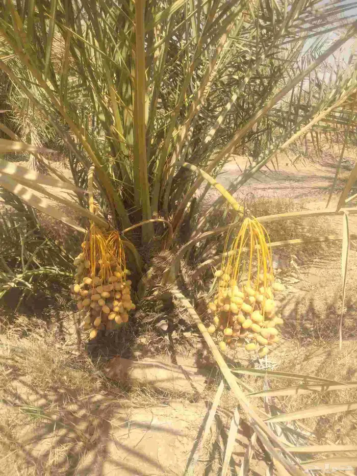 نخل مثمر جميع الانواع 2