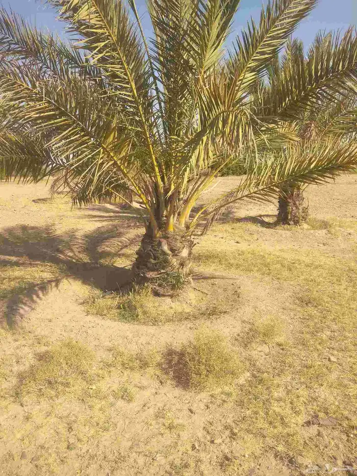 جميع انواع انخيل عربي واشنطني 1