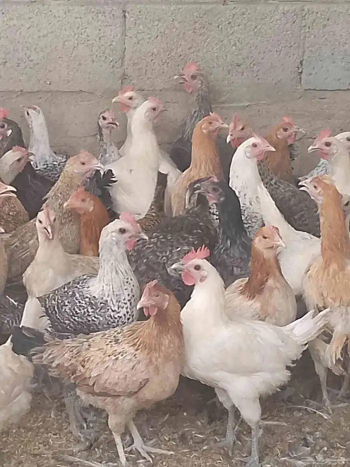 دجاج بياض اعمار 8و9شهور 1