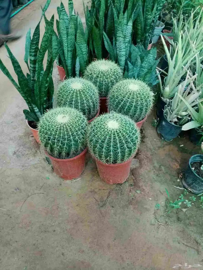 جميع انواع النباتات والاشجار ب ارخص الاسعار 9