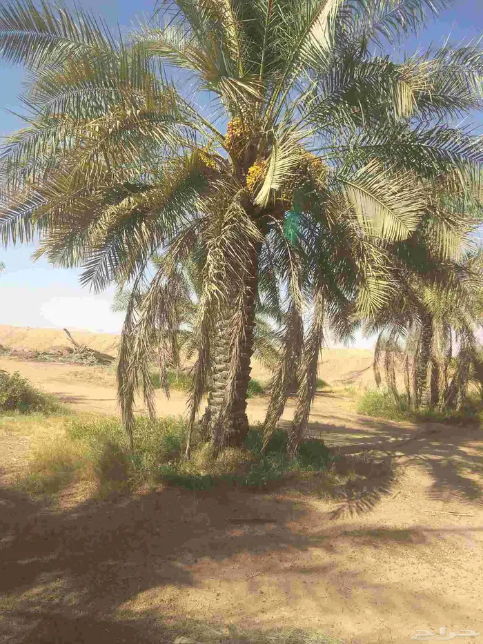 جميع انواع انخيل عربي واشنطني 9