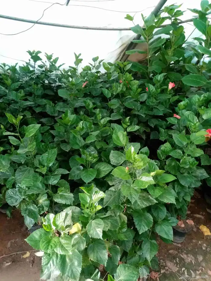 جميع انواع النباتات والاشجار ب ارخص الاسعار 4