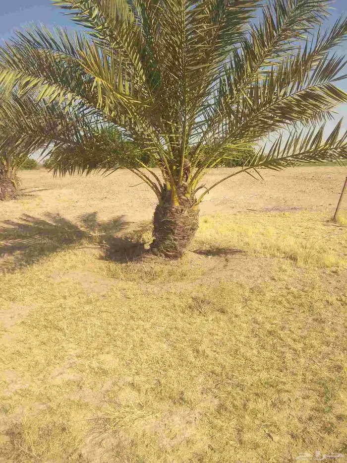 جميع انواع انخيل عربي واشنطني 5