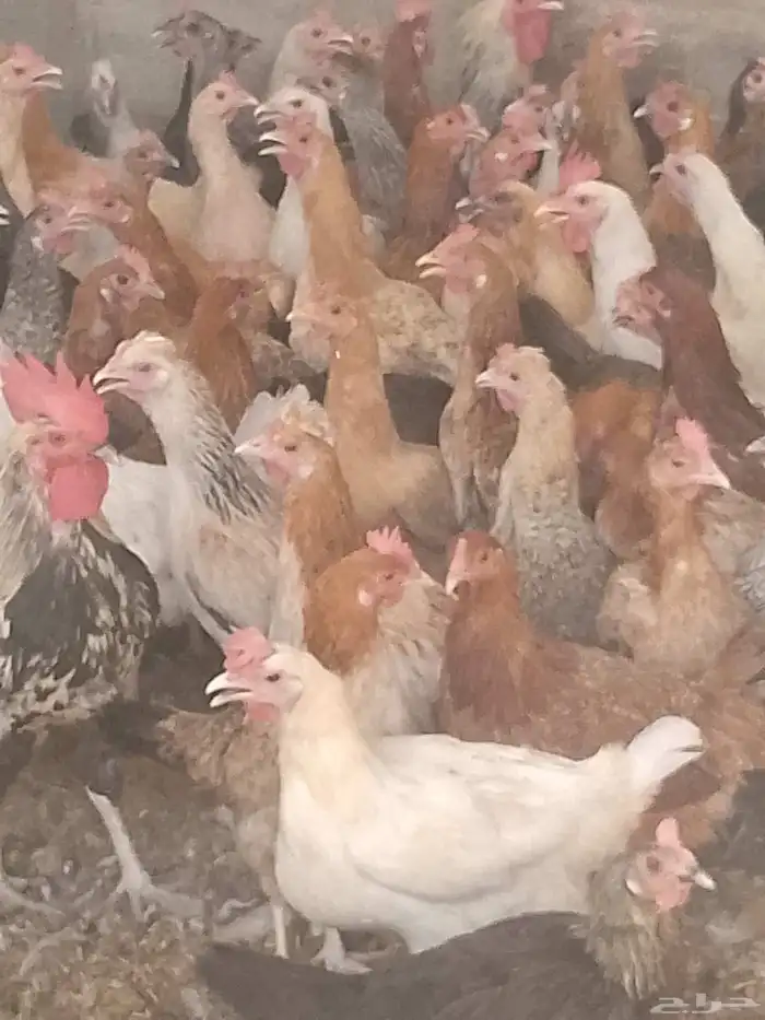 دجاج بياض اعمار 8و9شهور 4