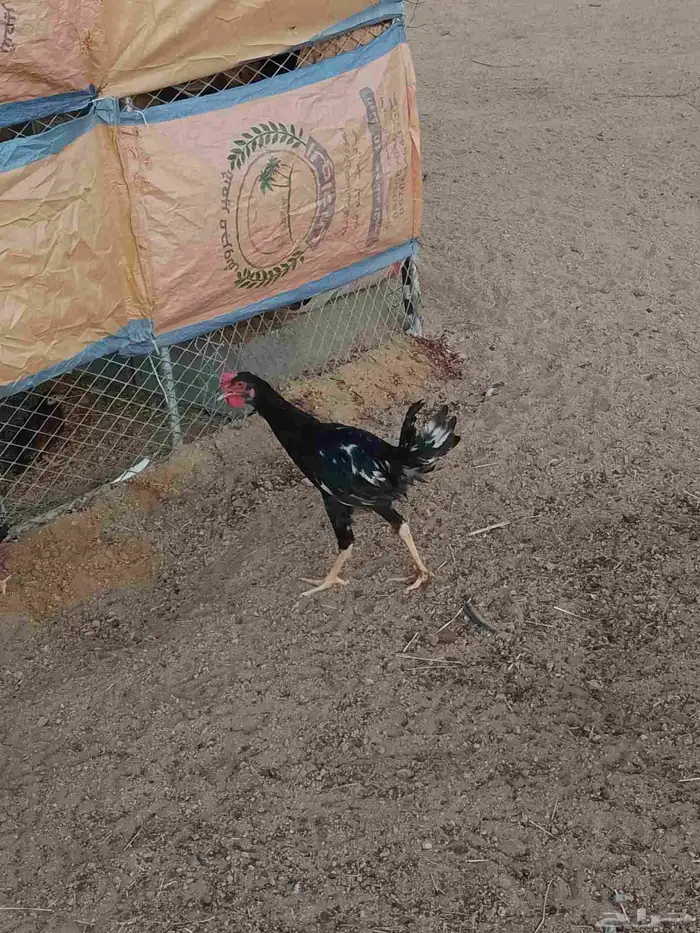 ديك عربي اصيل للبيع 2