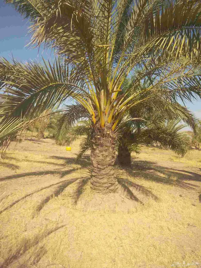 جميع انواع انخيل عربي واشنطني 3