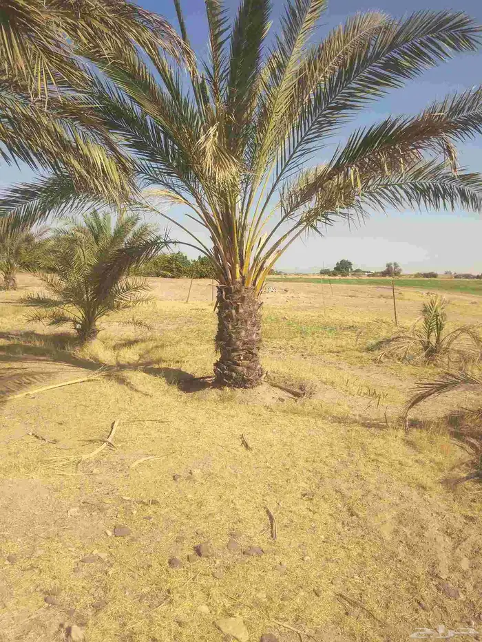 جميع انواع انخيل عربي واشنطني 2