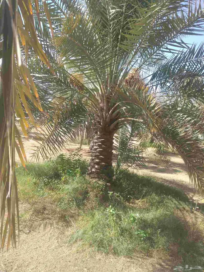 جميع انواع انخيل عربي واشنطني 8