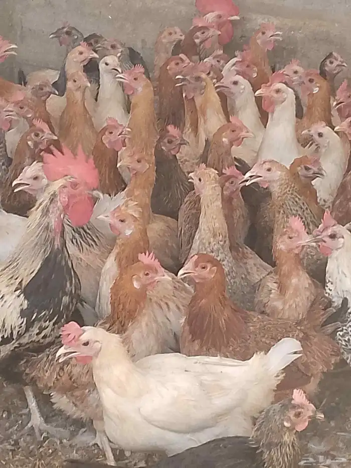 دجاج بياض اعمار 8و9شهور 2