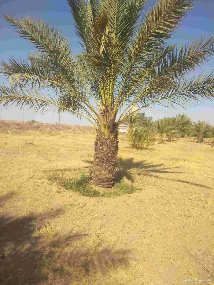 جميع انواع انخيل عربي واشنطني 0