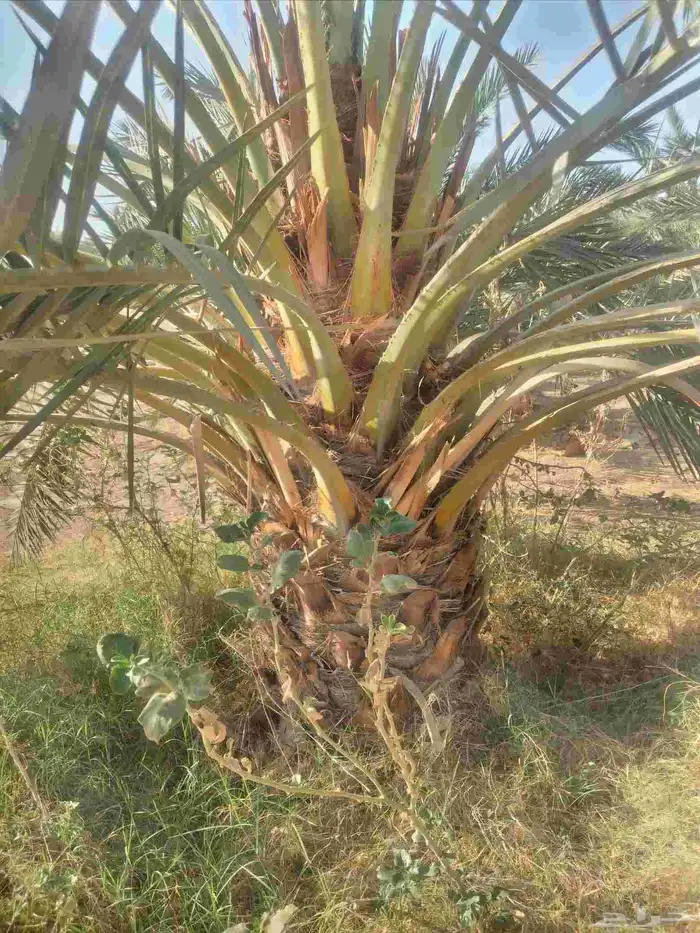 نخل مثمر جميع الانواع 0