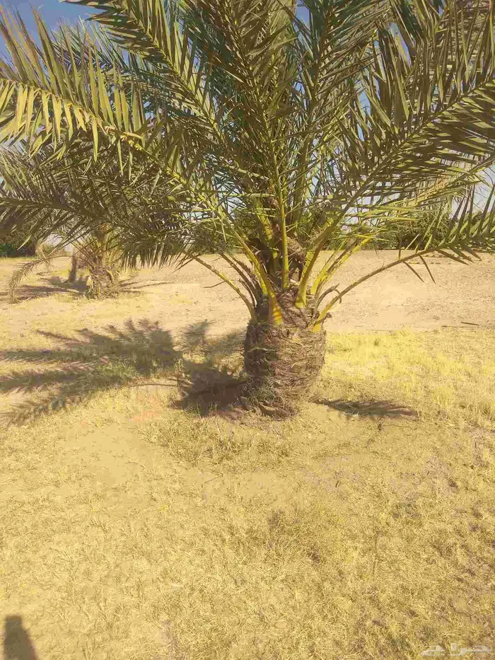 جميع انواع انخيل عربي واشنطني 4