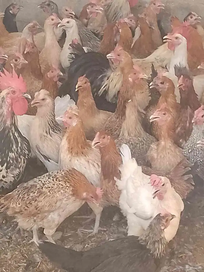 دجاج بياض اعمار 8و9شهور 3