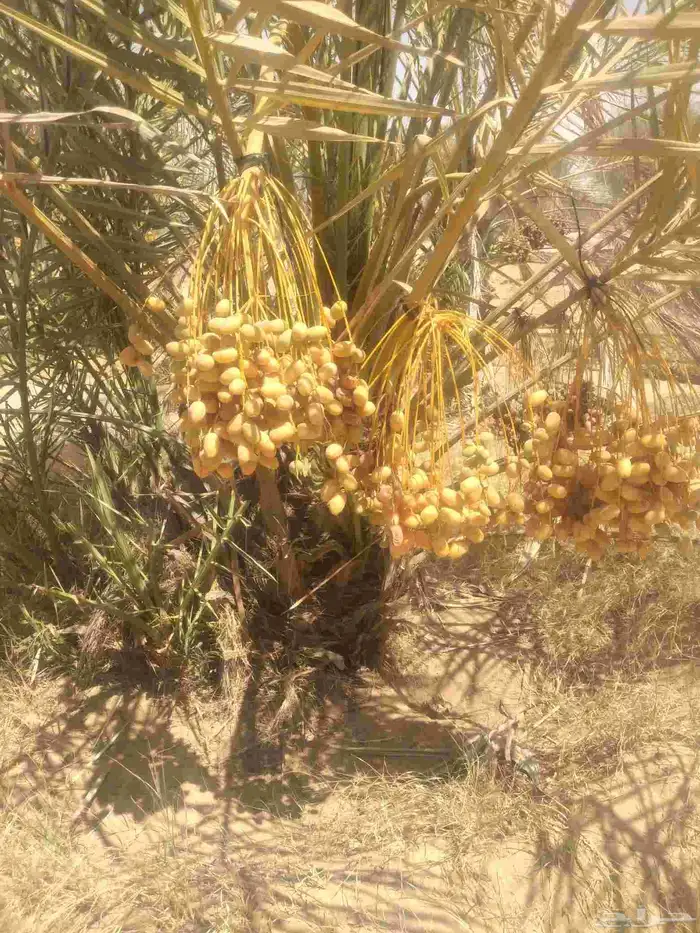 نخل مثمر جميع الانواع 1