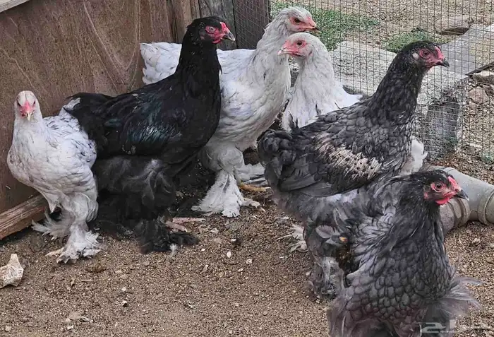 دجاج براهما فروخ عمر 4 شهور 1