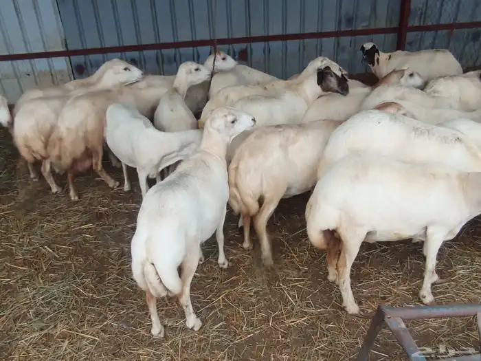 بنك راجب على الشرط مال السونار 30 راس عدد الموقع ابو عريش 0