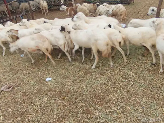 بنك راجب على الشرط مال السونار 30 راس عدد الموقع ابو عريش 2