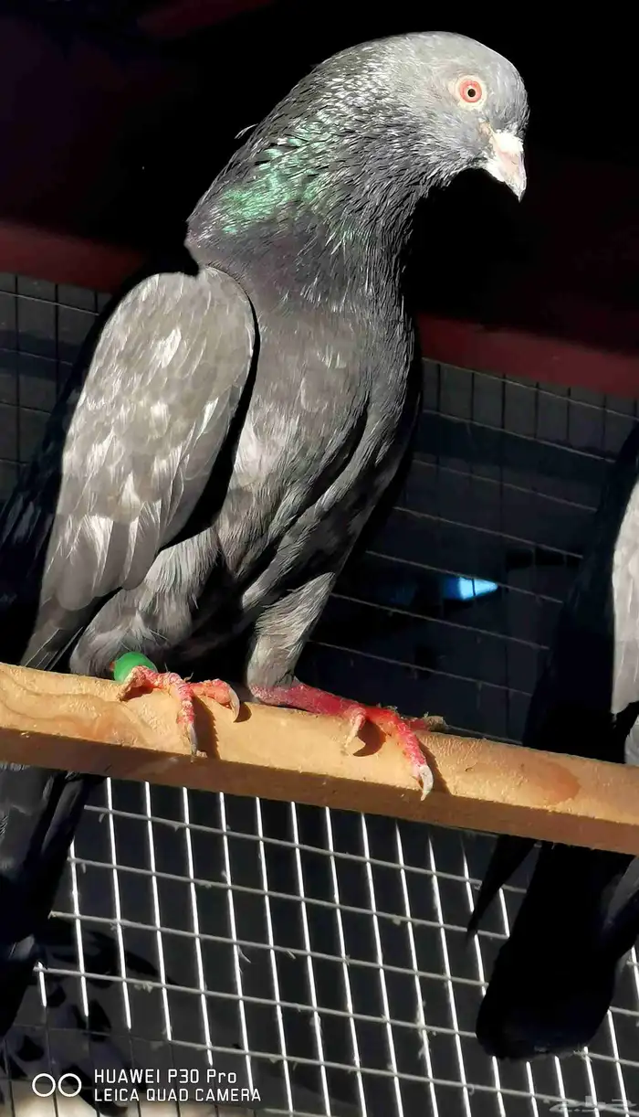 حمام باكستاني صافي - كواسير طيور قديمة 8